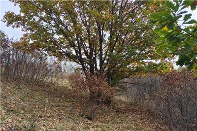 相對(duì)獨(dú)桿蒙古櫟,叢生蒙古櫟價(jià)格為什么會(huì)這么貴?